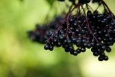 Elderberry